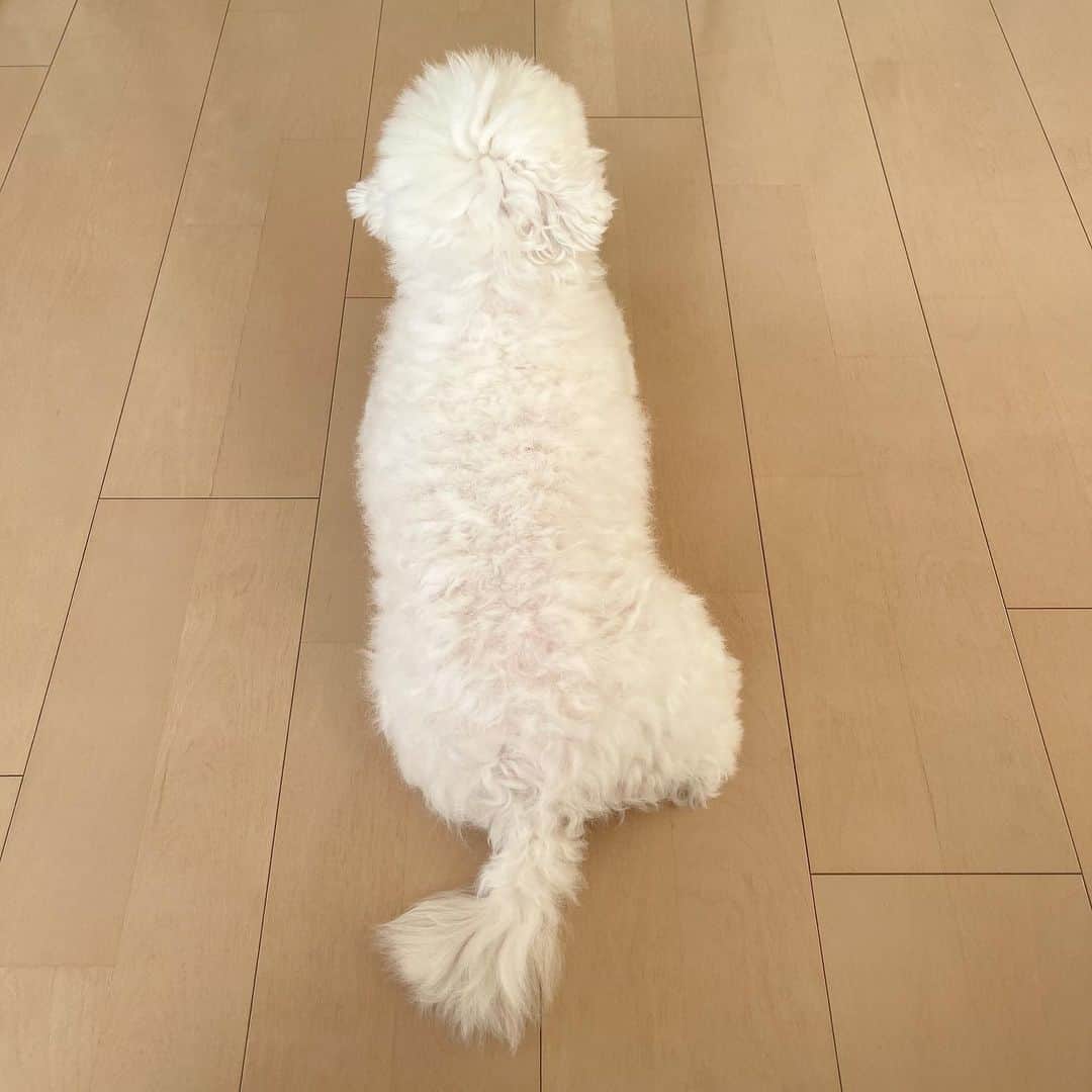 セロリのインスタグラム：「【ミノムシ】 いくら、なんだかムッチリしてきました。 白いミノムシみたいです。 こんなのが木からぶら下がってたら面白いですね。 #maltese #マルチーズ #アレルギー #malteseofinstagram #maltese101 #malteser #malteseofficial #maltesedog #dog #instadog #dogstagram #dogoftheday #doglovers #instapet #adorable #ilovemydog  #ペット #わんこ #ふわもこ部 #犬のいる暮らし #いぬら部  #いぬすたぐらむ #イッヌ」