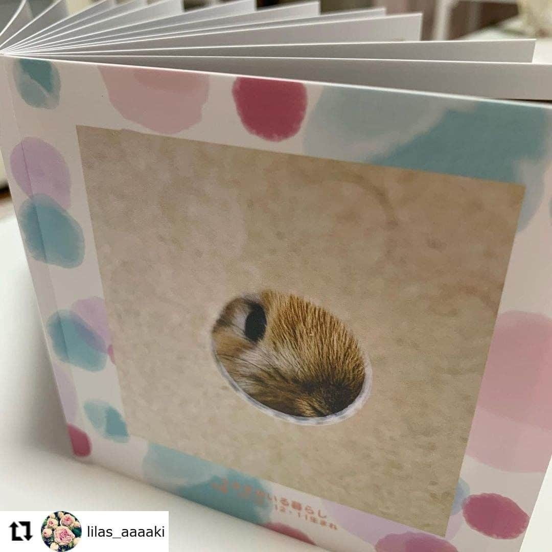 カメラのキタムラさんのインスタグラム写真 - (カメラのキタムラInstagram)「━･･━･･━･･━･･━･･━･･━ #Repost @lilas_aaaaki ━･･━･･━･･━･･━･･━･･━ * 小夏の３ヶ月バースデー🎂 * フォトブック作りました🐰 * ベビー期もあっという間 * ヤンチャ期に突入ですwww * * *  #うさぎ #ウサギ #Rabbit #小夏 #ホーランドロップ #ホーランドロップ男の子  #ホーランドロップオレンジ #可愛いうさぎ #たれみみうさぎ #うさぎのいる暮らし #うさぎのいる生活  #うさぎ好き #うさぎ好きさんと繋がりたい  #うさすたぐらむ #うさぎ部 #フォトブック #ポケットブック #カメラのキタムラ #カメラのキタムラフォトブック」12月4日 17時22分 - camera_kitamura