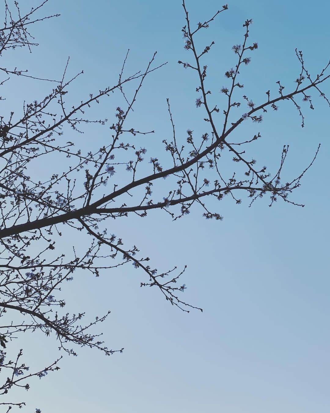宮本えりさんのインスタグラム写真 - (宮本えりInstagram)「冬桜  #冬＃サクラ#花言葉#冷静#冷静なときも#たまーに#あるんです#基本#わちゃわちゃしてますけどね#フユザクラ」12月4日 17時32分 - eri.m.nene