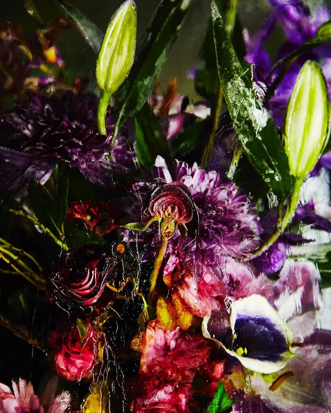 東信さんのインスタグラム写真 - (東信Instagram)「ICED FLOWERS (2015)  #azumamakoto #shiinokishunsuke #amkk #amkkproject #icedflowers #saitama #japan #氷中花 #東信 #東信花樹研究所」12月4日 17時54分 - azumamakoto