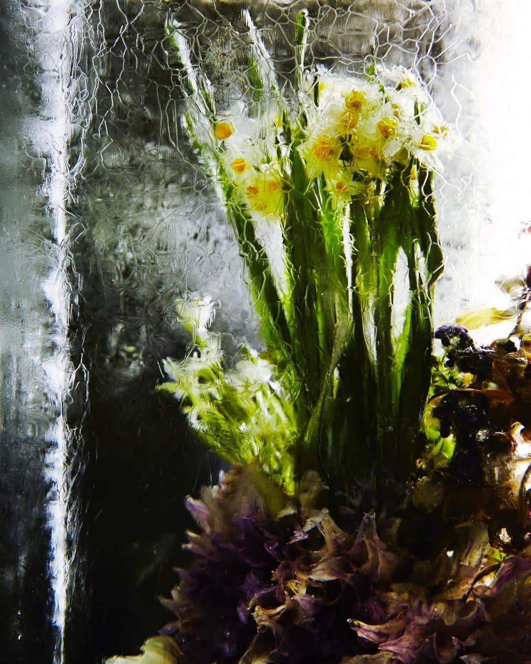 東信さんのインスタグラム写真 - (東信Instagram)「ICED FLOWERS (2015)  #azumamakoto #shiinokishunsuke #amkk #amkkproject #icedflowers #saitama #japan #氷中花 #東信 #東信花樹研究所」12月4日 17時54分 - azumamakoto