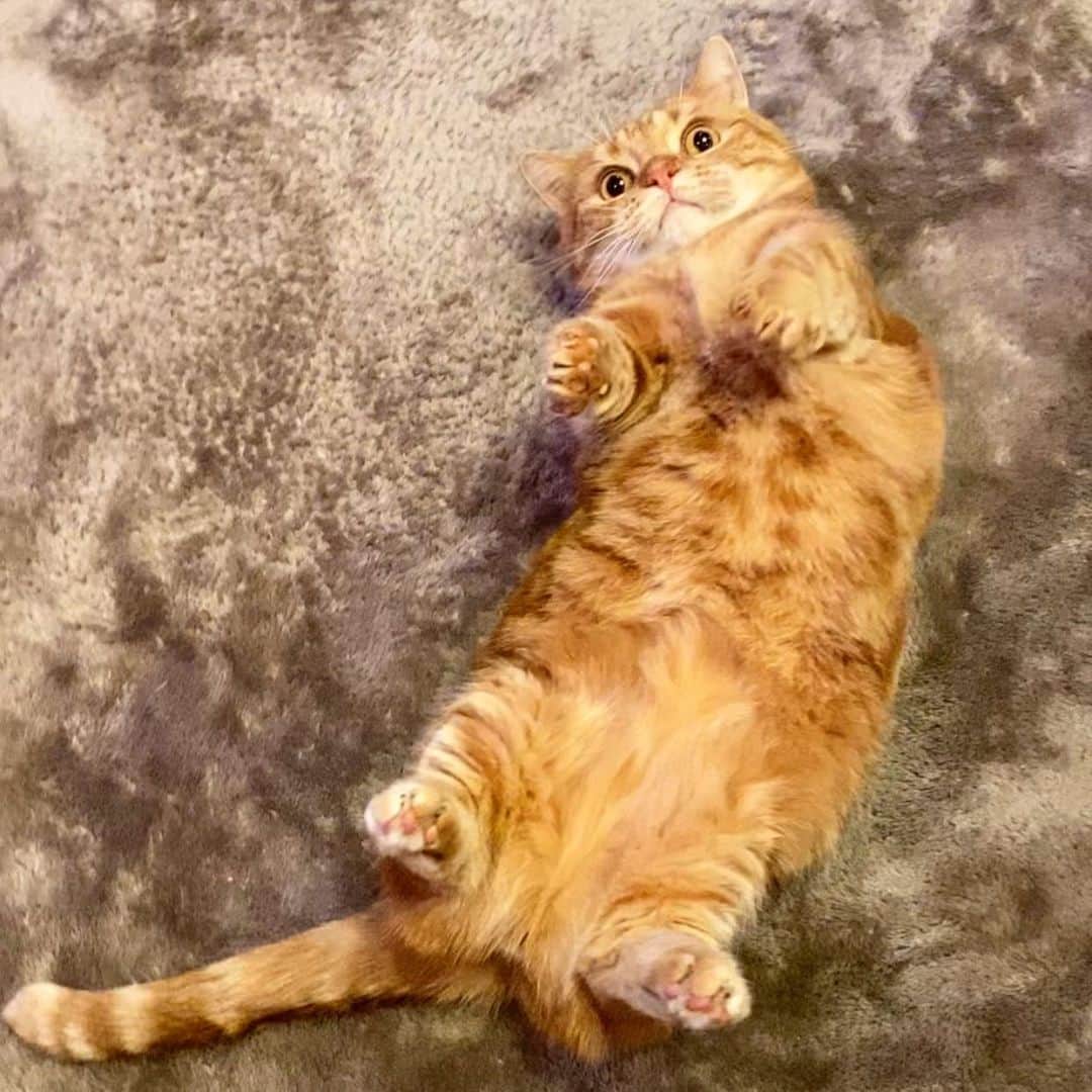 茶太郎 & きなこのインスタグラム：「もふもふして欲しいにゃ(˶‾᷄ ⁻̫ ‾᷅˵)💕 Cuddling😽💕 #ぽんぽこおなかにお顔埋めても良いにゃ #くすぐったらダメにゃりよ #マンチカン#猫#munchkin #cat#catstagram #amazing#ねこ#茶トラ#短足#catsofinstagram#excellent_cats#9gag#cats_of_world_#instacat_meows#bestcats_oftheworld#catsofig#instacat#cats_of_instagram」