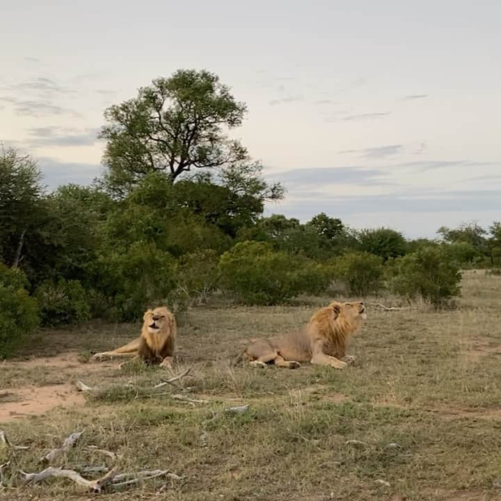 Kevin Richardson LionWhisperer のインスタグラム