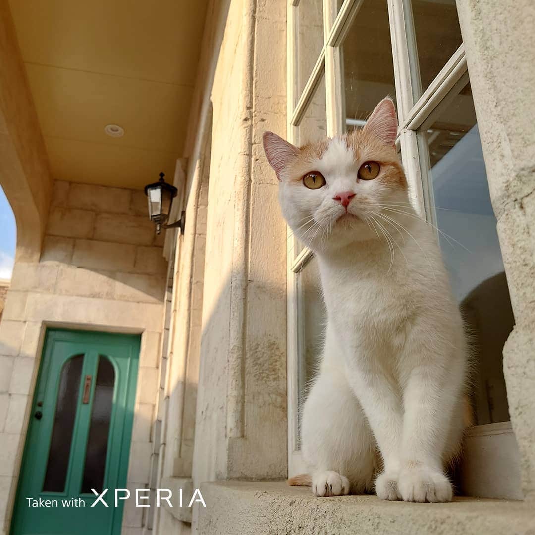 Sony Mobileさんのインスタグラム写真 - (Sony MobileInstagram)「Capture the adventure, wherever your faithful friend follows. With Eye AF for animals, pet photographer @akiyo_ogawa makes her subjects the star of the show.  #TakenWithXperia #Xperia1II #Xperia5II #Sony #SonyXperia #MobilePhotography #Photography #Photographer #CaptureTheMoment #PhotographyPro #EyeAF #NoEdit #NoFilter #DogPhotography #CatPhotography  24mm l 1/1000s l f/1.7 l ISO64 24mm l 1/800s l f/1.7 l ISO320」12月4日 18時35分 - sonyxperia