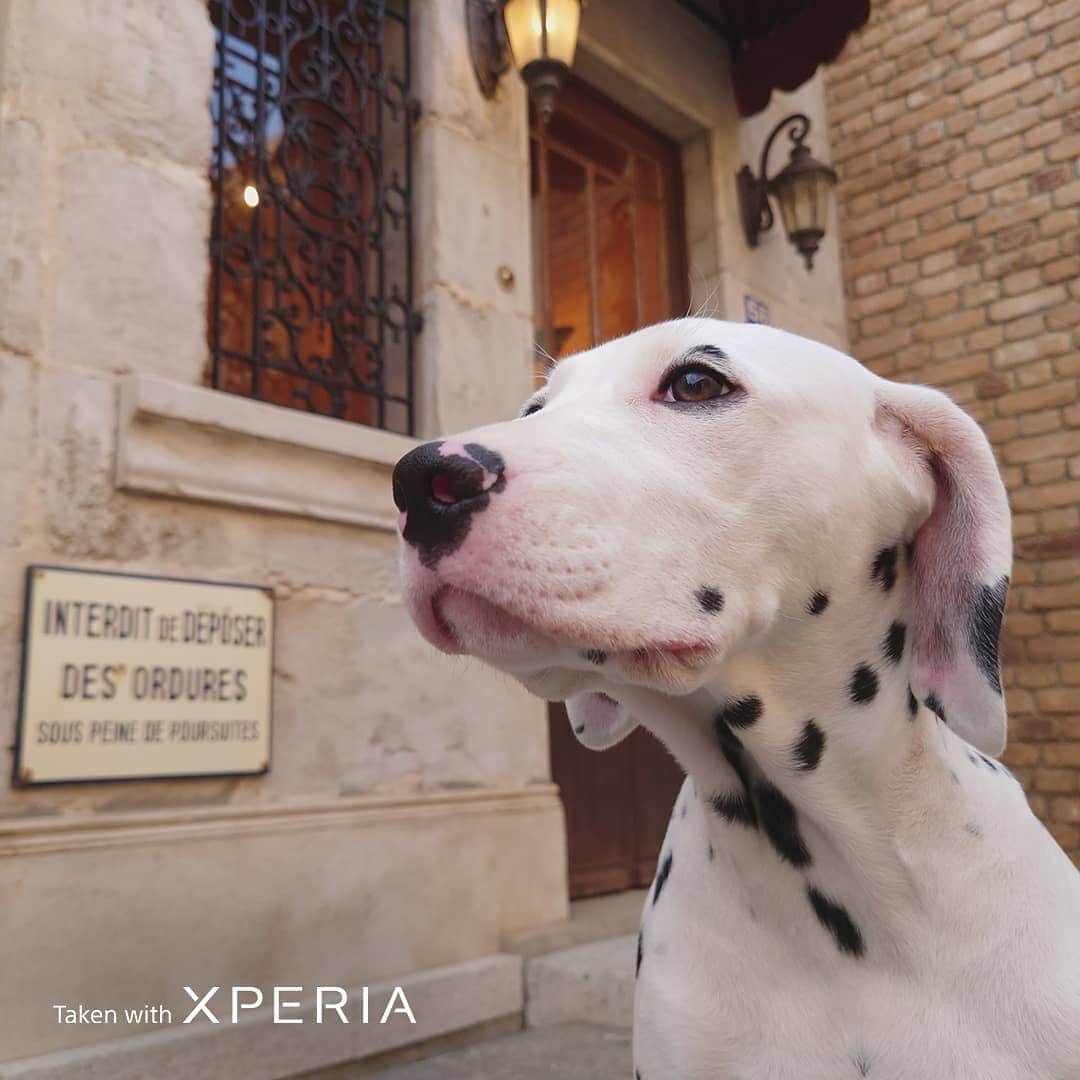 Sony Mobileさんのインスタグラム写真 - (Sony MobileInstagram)「Capture the adventure, wherever your faithful friend follows. With Eye AF for animals, pet photographer @akiyo_ogawa makes her subjects the star of the show.  #TakenWithXperia #Xperia1II #Xperia5II #Sony #SonyXperia #MobilePhotography #Photography #Photographer #CaptureTheMoment #PhotographyPro #EyeAF #NoEdit #NoFilter #DogPhotography #CatPhotography  24mm l 1/1000s l f/1.7 l ISO64 24mm l 1/800s l f/1.7 l ISO320」12月4日 18時35分 - sonyxperia