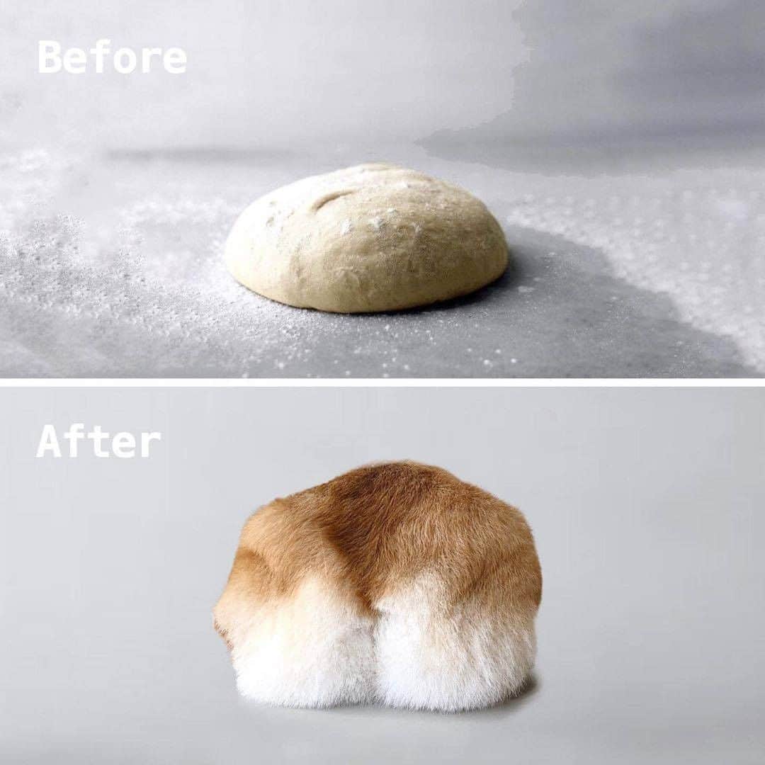 8crapさんのインスタグラム写真 - (8crapInstagram)「How to make buns - Want to get featured like him? Join “The Barked Club” on FACEBOOK and post something now! 👉 barked.com - 📷 @thefatdidi - #TheBarkedClub #barked #dog #doggo #Corgi」12月4日 19時00分 - barked