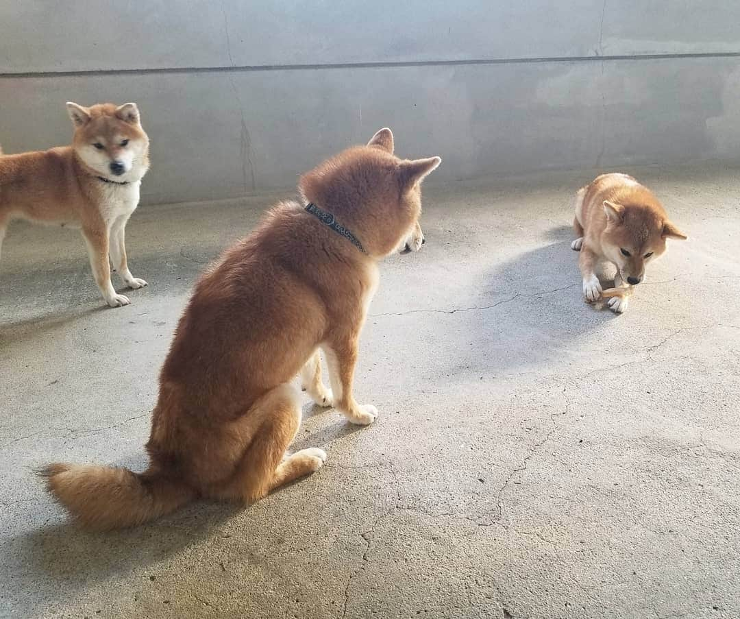 柴犬たま Shibainu Tamaのインスタグラム