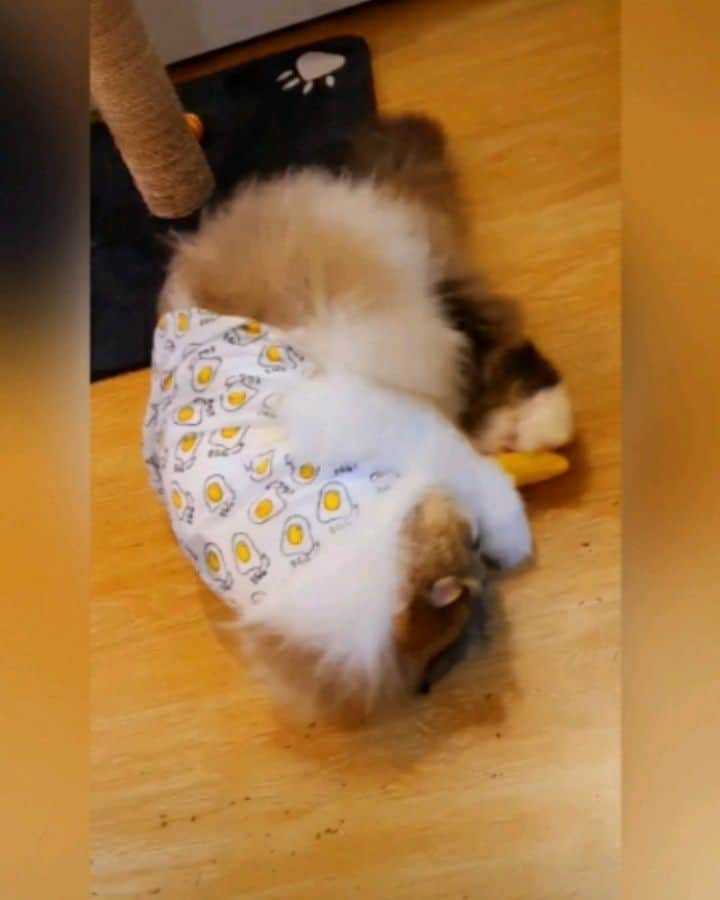 Kenshin & Chloeyのインスタグラム：「🍃 (swipe) 😸 I love #yeowwwbanana catnip ♡ #catniplover#yeowwwcatnip#happyfurkid」