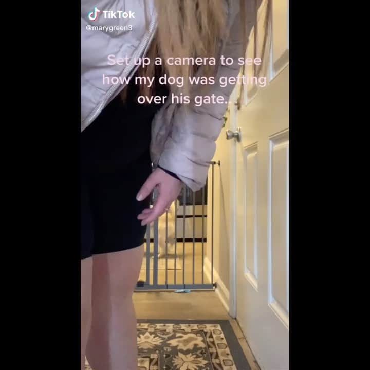 BarkBoxのインスタグラム：「PUG PARKOUR? BARKOUR?? 🤯 @murrygee your child is a STAR 🌟」