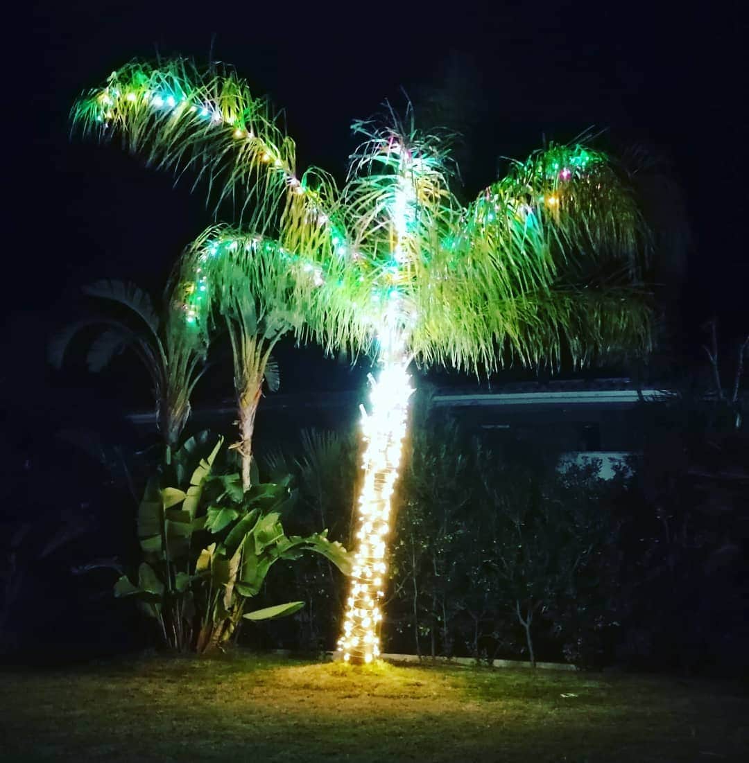 のインスタグラム：「From MIAMI to SARDINIA Palma di Natale fatta😁 #christmas #natale #palmadinatale #alberodinatale #merrychristmas #positivevibes #miamibeach #sardinia #sardegna #villasimius #beautiful #photooftheday」