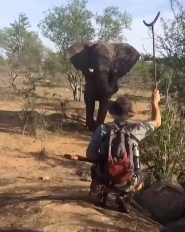 WildLifeのインスタグラム：「This guy came too close... But luckily for him, he is experienced enough to know how to svae himself out of this situation. Please, always keep a safe distance from animals for yourself but also for the animals themselves!! 🐘♥️ 📷 video by @dg_adventures360」
