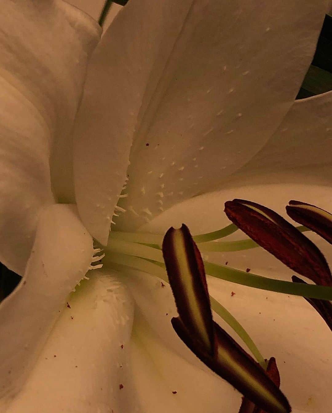 Mathilde Goehlerのインスタグラム：「I can’t keep lilies because they are toxic to cats, so I can post it here and look at it 🥰」