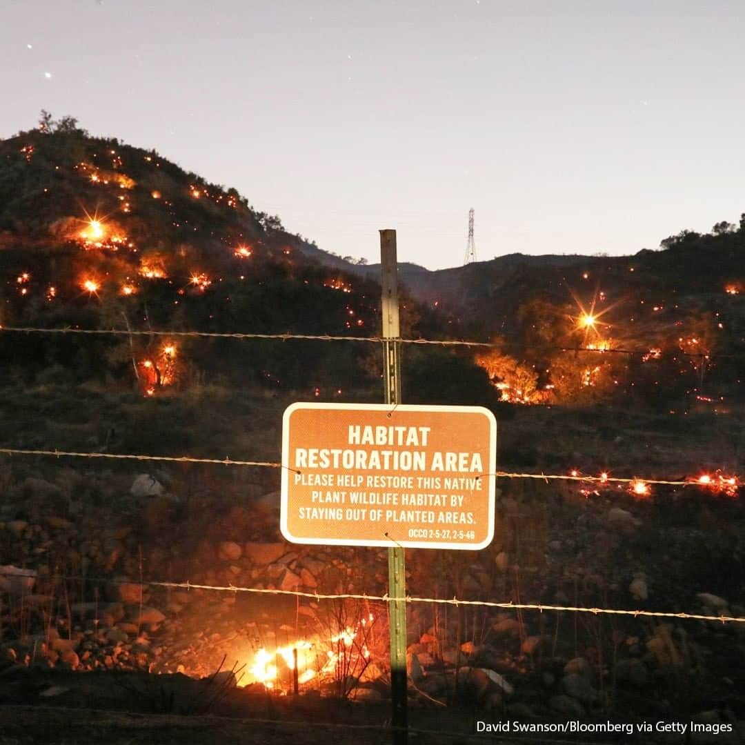 ABC Newsさんのインスタグラム写真 - (ABC NewsInstagram)「A habitat restoration area burns during the Bond Fire in Silverado Canyon, California. #wildfires #california」12月4日 21時00分 - abcnews