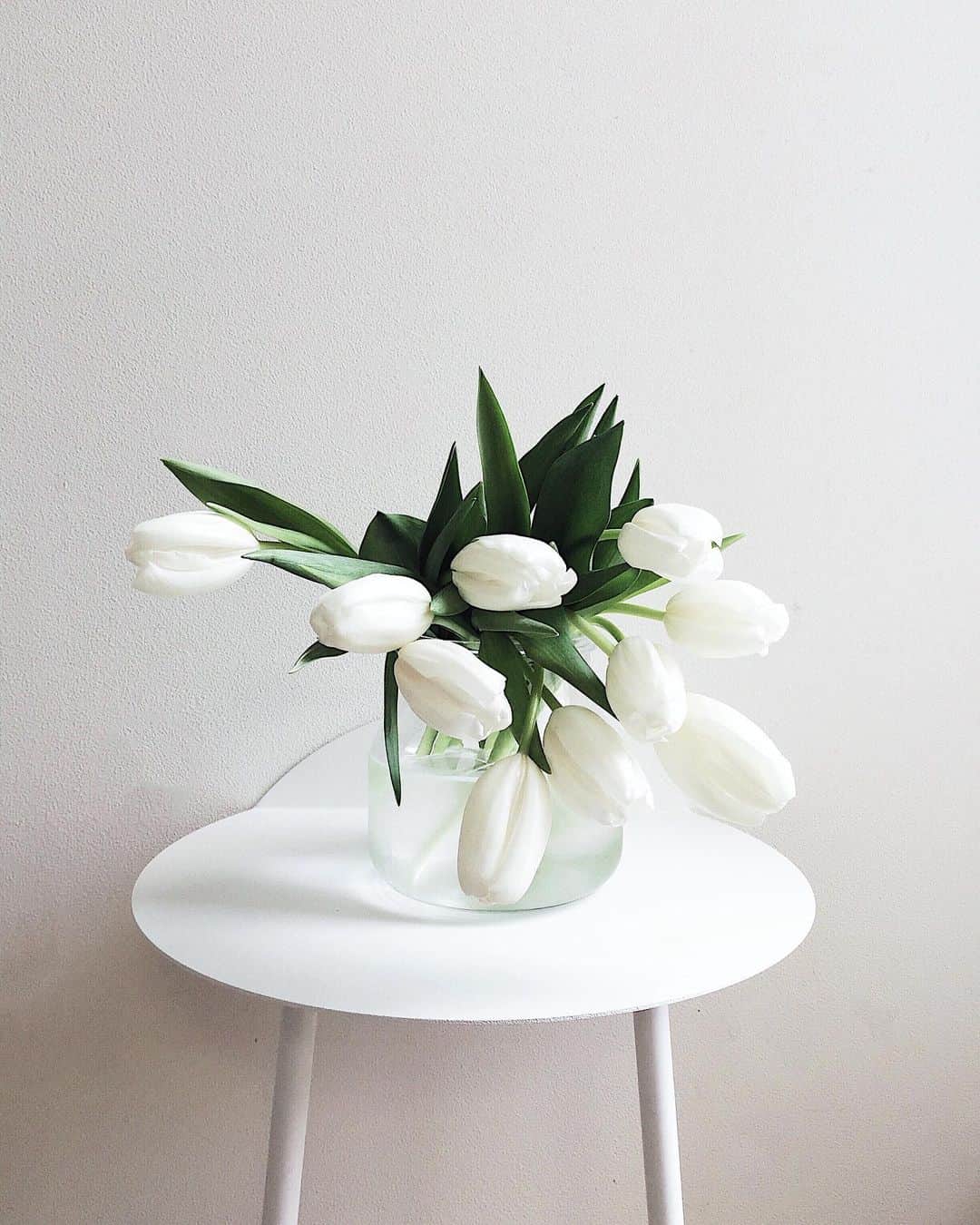 のインスタグラム：「White tulips 🤍 #tulip #tulips #チューリップ  <お知らせです> @krona_oj  さんでお正月しめ飾りの予約をお受けいただけることになりました。」