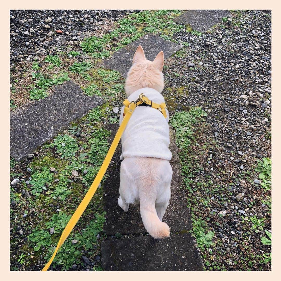 パンといっぴきのインスタグラム：「#元保護犬 #雑種犬 #crossbreed #mixdog #キップル14歳」