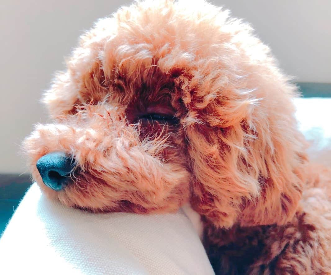 田母神智子さんのインスタグラム写真 - (田母神智子Instagram)「12/4はチョムのお誕生日❤️ 小さな小さな赤ちゃんだったのにこんなにすくすく育って🐶🍼  #トイプードル #レッド #男の子 #わんこのいる生活 #犬のいる暮らし #誕生日 #2歳」12月4日 21時28分 - tomokotamogami