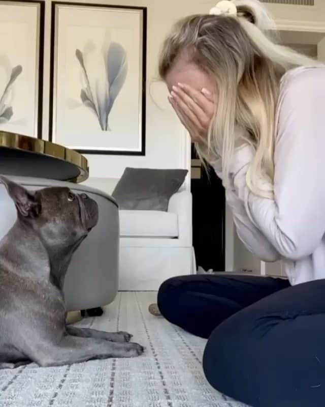 French Bulldogのインスタグラム