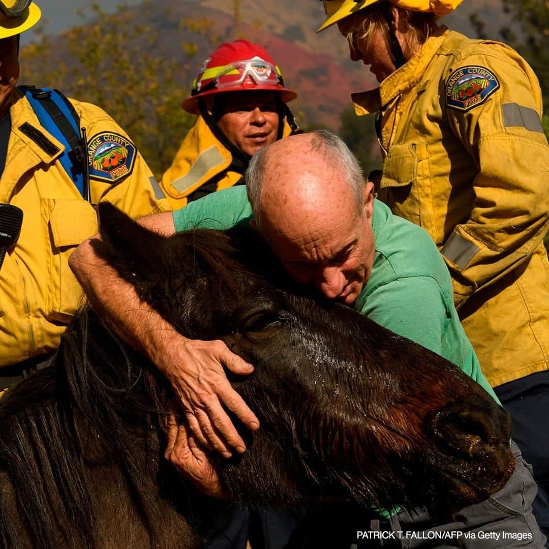 ABC Newsさんのインスタグラム写真 - (ABC NewsInstagram)「Randy Stuchlik embraces his neighbor's horse as he and firefighters from the Orange County Fire Authority try to get the animal, which had laid down and was likely dehydrated after the owners evacuated, back on its feet to evacuate it during the Bond Fire in Modjeska Canyon near Lake Forest, California, December 3, 2020. #bondfire #wildfires #california #horse」12月4日 22時00分 - abcnews