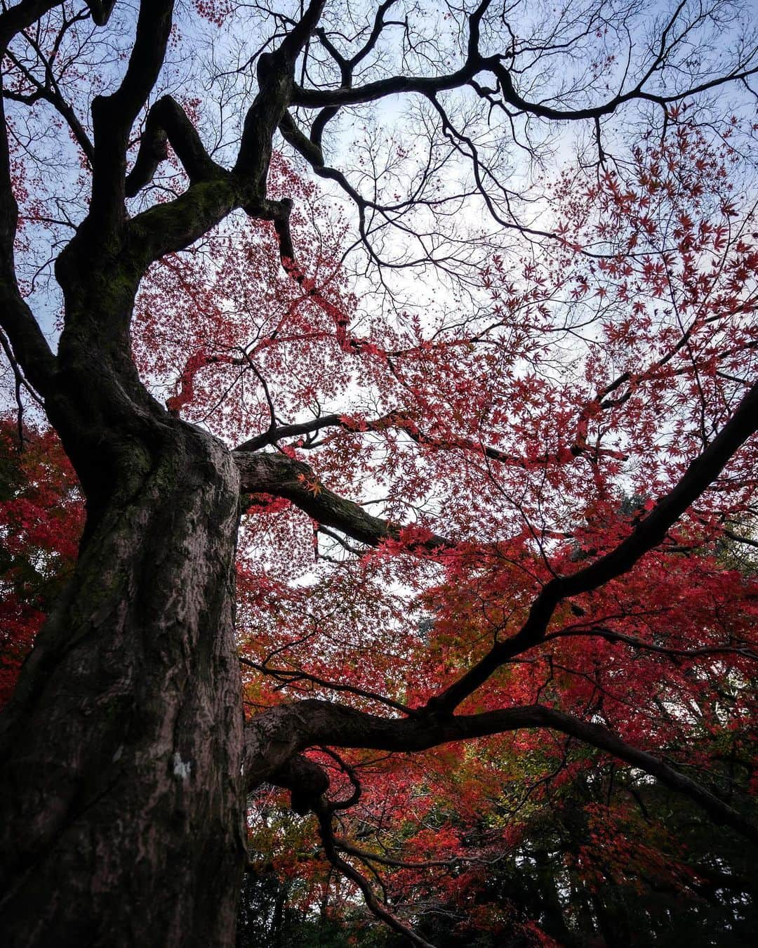 _msy_tのインスタグラム：「Japanese Maple, Shinjuku Gyoen. . 紅葉と木の形に惹かれました。新宿御苑は落ち着く場所で好きです🍁 . . #picoftheday #team_jp #pixlib_jp #visitjapanjp #alpha_newgeneration #sorakataphoto #tokyocameraclub #ap_japan_ #ig_japan #visitjapanjp #retrip_news #art_of_japan_ #photo_jpn #japantravelplanet #hubsplanet #daily_photo_jpn #ptk_japan #wu_japan #japan_daytime_view #JapaneseMaple #ShinjukuGyoen #広がり同盟 #風景 #風景写真 #風景写真部 #紅葉 #新宿御苑 #新宿 #pastpicture」