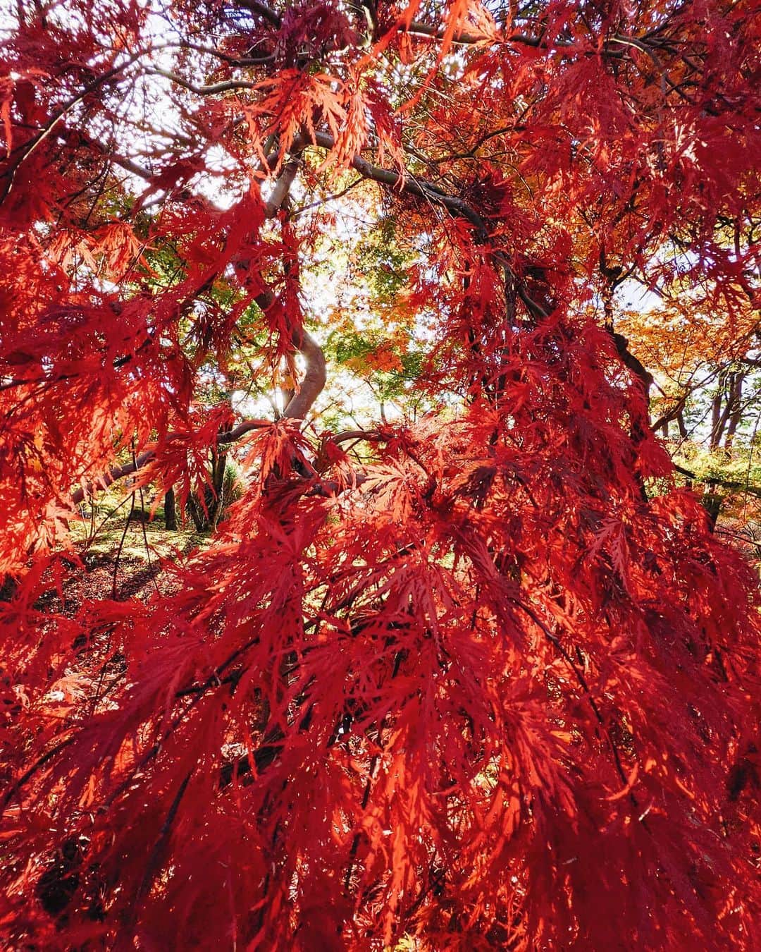福田洋昭さんのインスタグラム写真 - (福田洋昭Instagram)「Kyoto foliage feels 🌬️ #GooglePixel #Pixelで撮影 #Googleのスマホ」12月4日 22時36分 - hirozzzz