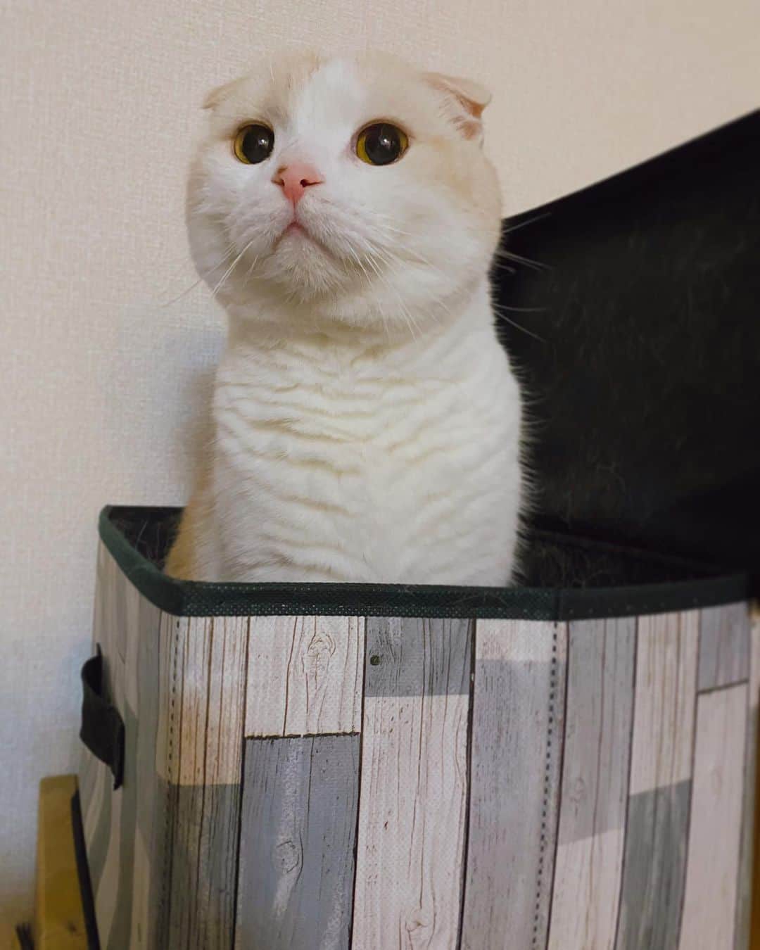 はなぼくろきなこさんのインスタグラム写真 - (はなぼくろきなこInstagram)「箱からニョキニョキっと、ねこが生えてきたのでした。  #はなきな #猫部  #にゃんこ  #スコティッシュフォールド #猫  #猫のいる暮らし #😻　#みんねこ　#ねこすたぐらむ #猫好きさんと繋がりたい」12月4日 22時44分 - hanabokurokinako