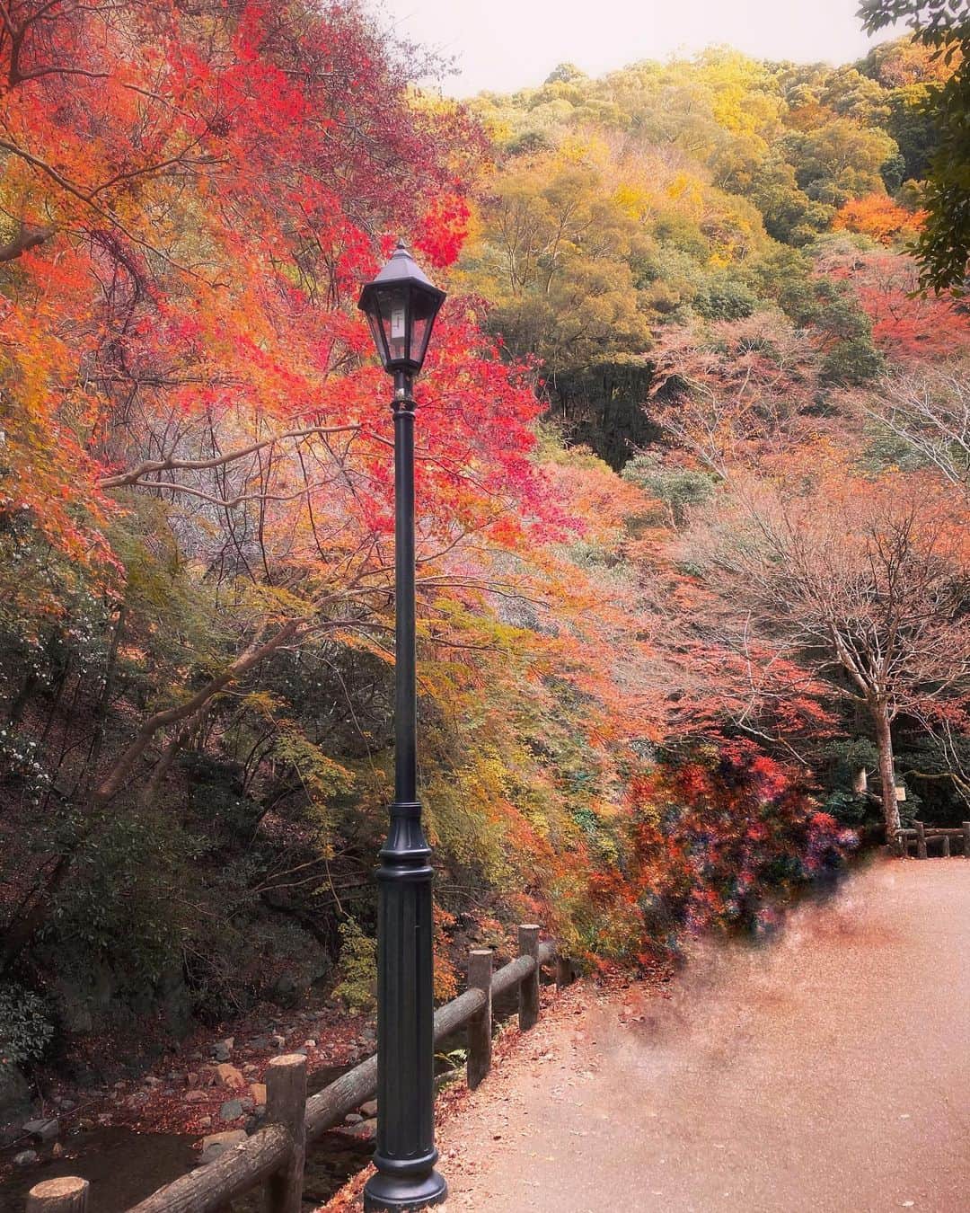 Erenaさんのインスタグラム写真 - (ErenaInstagram)「🍁🍂Autumn leaves🍂🍁 There is a wonderful view in Japan. 日本には素晴らしい景色がたくさんあるね😌 ⇒⇒⇒つづく . #autumnleaves#japan#fourseasons#determination#strong#power#future#happy#bright#light#color#紅葉#四季#日本」12月4日 22時47分 - o1.erena.1o_
