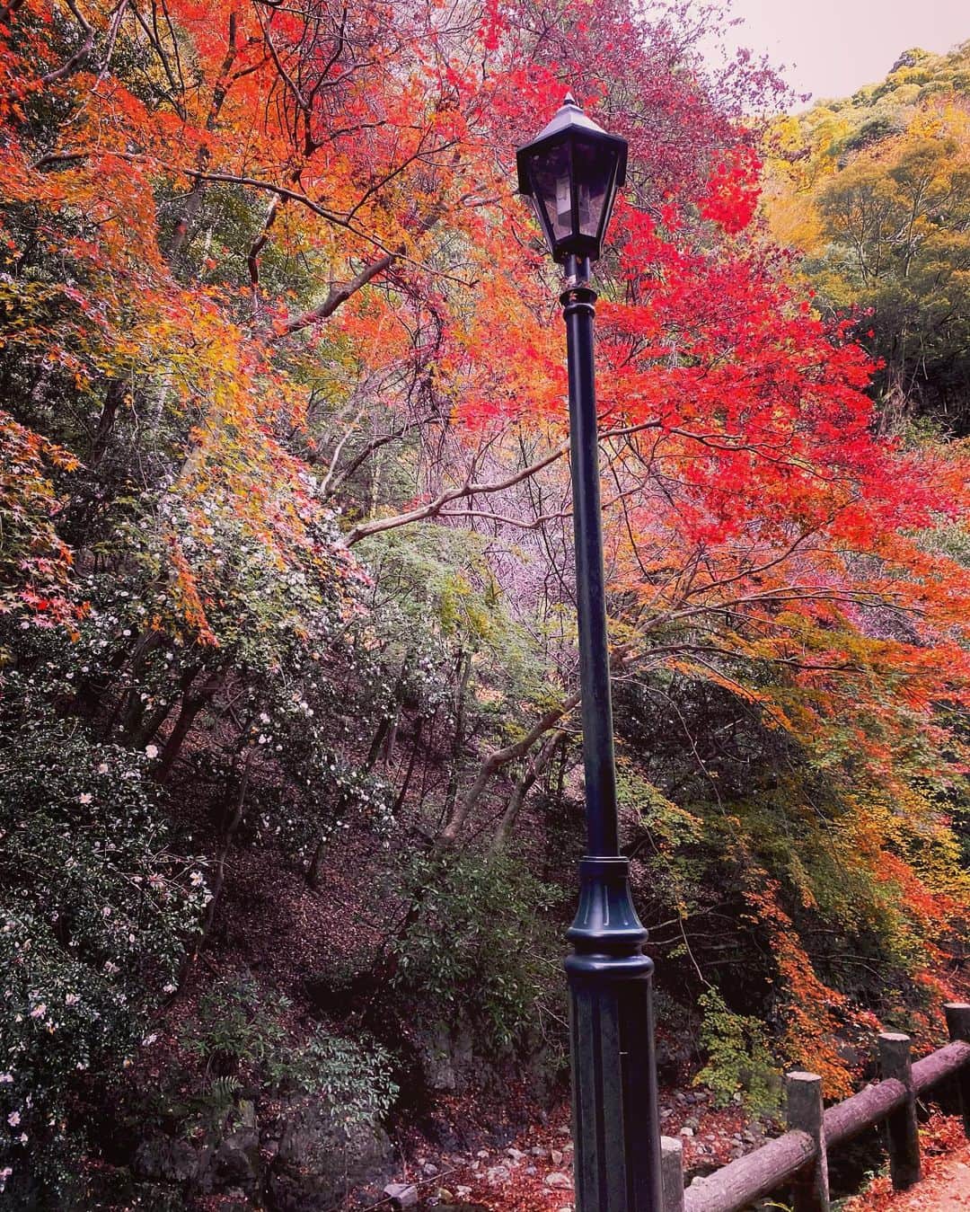 Erenaさんのインスタグラム写真 - (ErenaInstagram)「🍁🍂Autumn leaves🍂🍁 There is a wonderful view in Japan. 日本には素晴らしい景色がたくさんあるね😌 ⇒⇒⇒つづく . #autumnleaves#japan#fourseasons#determination#strong#power#future#happy#bright#light#color#紅葉#四季#日本」12月4日 22時47分 - o1.erena.1o_