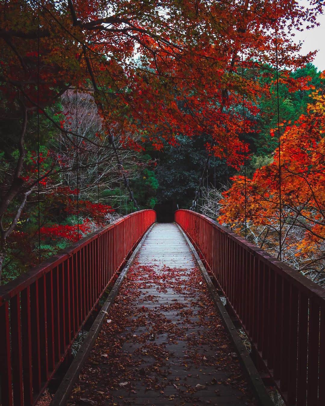 s_shoheyのインスタグラム：「. 紅葉もそろそろ時期外れになってきたな、、 .」