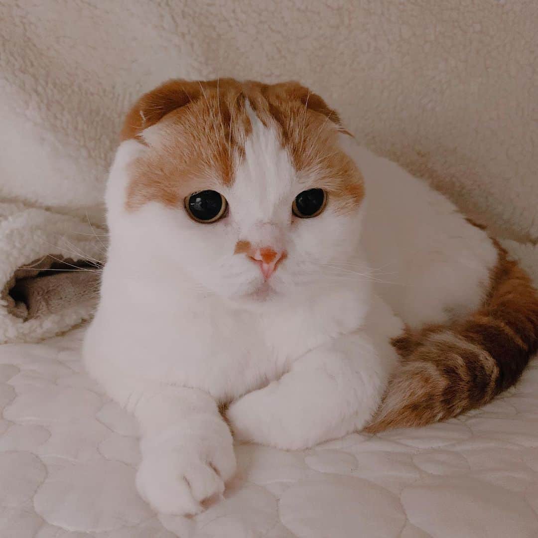 のんたのインスタグラム：「こたつの中でまったりのんちゃん 毎日、朝と夜にお薬とサプリ💊 20:30に点滴💉125ml ごはんはロイカナ腎臓サポートで落ち着いてきました。  ④朝 ラプロス1錠、カリナール1&2スプーン1杯ずつ ⑤夜 ラプロス1錠、レンジアレン1包 サプリはお水で溶いてシリンジで飲ませます。 ぽるくんのミルクで使ったPigeonのガラス製哺乳瓶が活躍中です。 煮沸消毒ができること、食洗機もOKなのが嬉しい👍」