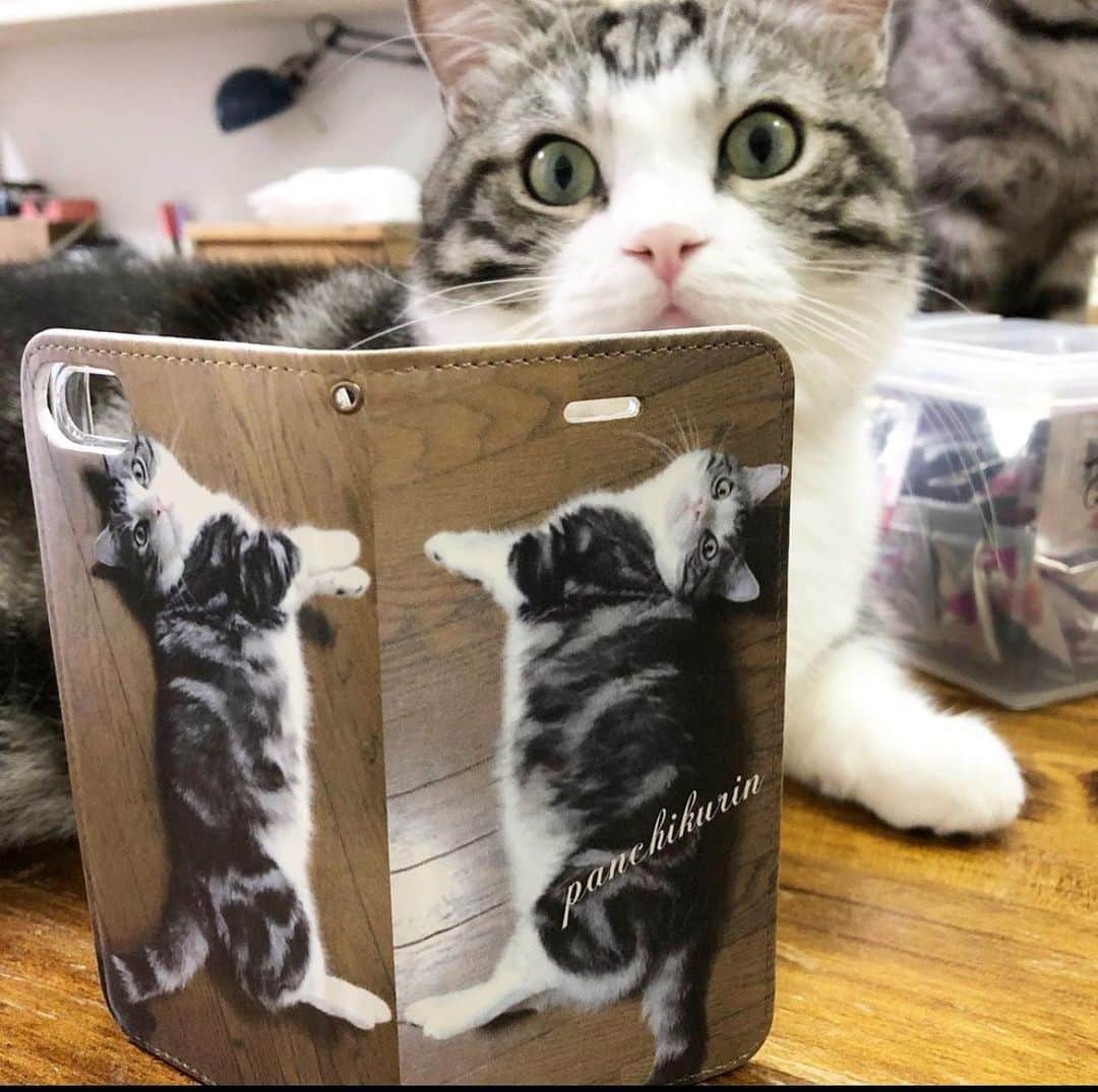 のインスタグラム：「飼い主iphone変えたにゃ 僕の右と左のクリケさんで作ったiphone8のケース ほぼ使わないうちに使えにゃいにゃ  #ねこ#cat#catofinstagram#cats#マンチカン部#ぺぺぺっつ#ねこのきもち#多頭飼い#パンチクリン健太#マンチカン#munchkin #scottishfold#スコティッシュフォールド#短足#ねこ好き#ねこのいる生活#bestmeow#pecoねこ部#pecotv#club_of_cats#catsoftheday#instacat_meows#cats_of_world#cat_features#kitties#hachiwarebroモデル#スタペグラム」
