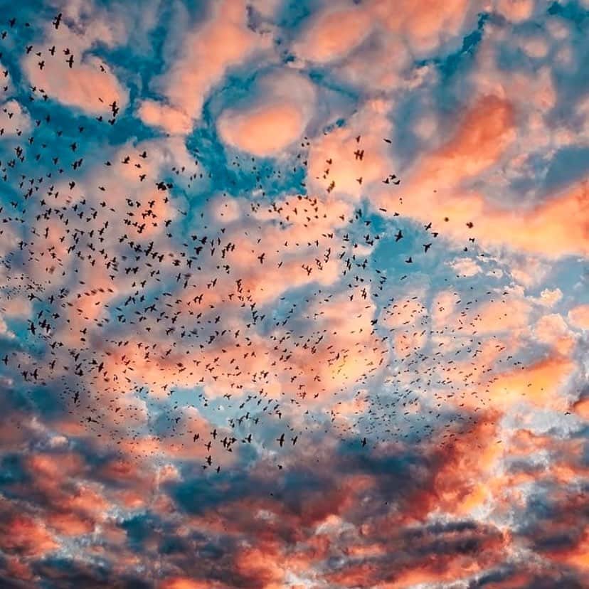 Yanna Lavigne 稲垣アンのインスタグラム：「Corre agora e olha pro céu 🕊 📸 @my_soulwax  via @midianinja」