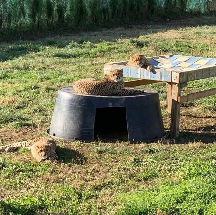 スミソニアン国立動物園のインスタグラム