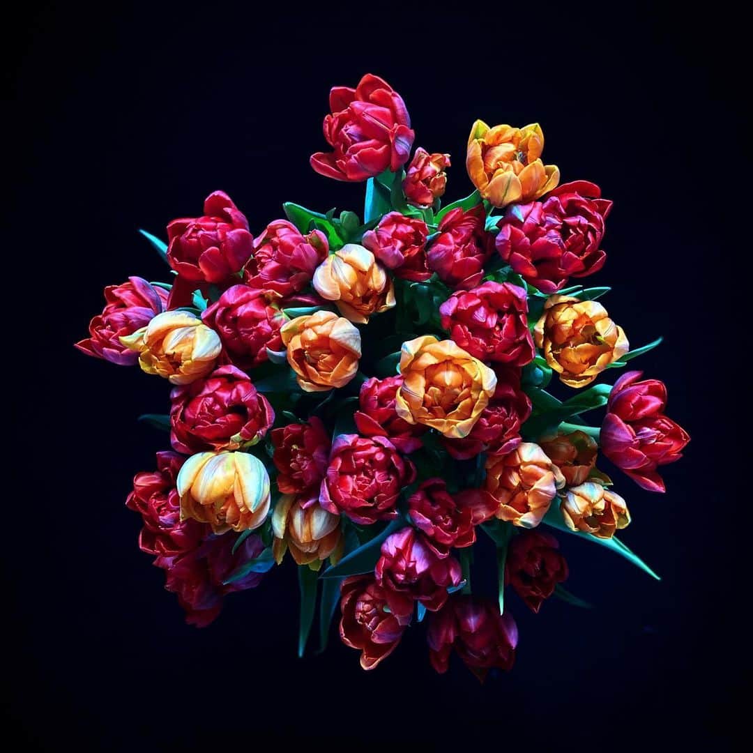 のインスタグラム：「#QUARANTINEFLOWERS / #HOME / #TULIPS  #krisvanassche」