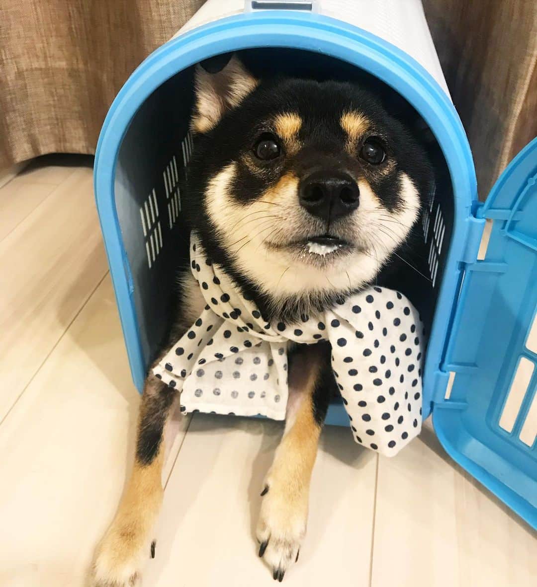 まめ丸のインスタグラム：「* * 【金曜日の #居酒屋まめ丸 🐶🍺】 * 今週もおつかれさまー🐶💓 #お口にヨーグルトついてるのはナイショ * All yogurt on the table have gone. Who's been eating them on the sly❓ * #こしつでぬくぬく #ヨーグルト店長 * #柴犬#豆柴#柴#黒柴#黒豆柴#犬#shiba#shibainu#shibastagram#shibadog#shibapuppy#puppylove#puppy#instadog#dogstagram#dog#pet#petstagram#adorable#cute#cutedog#강아지#멍스타그#worldofcutepets#dailyfluff#weeklyfluff」