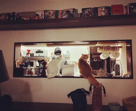 岡田屋鉄蔵のインスタグラム：「猫のいる風景」