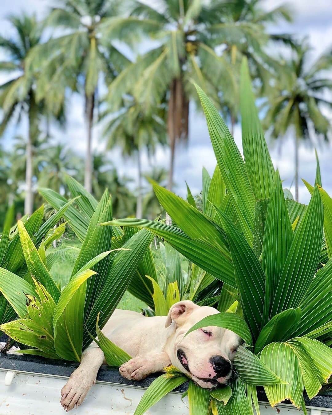 Vita Coco Coconut Waterのインスタグラム：「me when i wake up and it's Friday.」