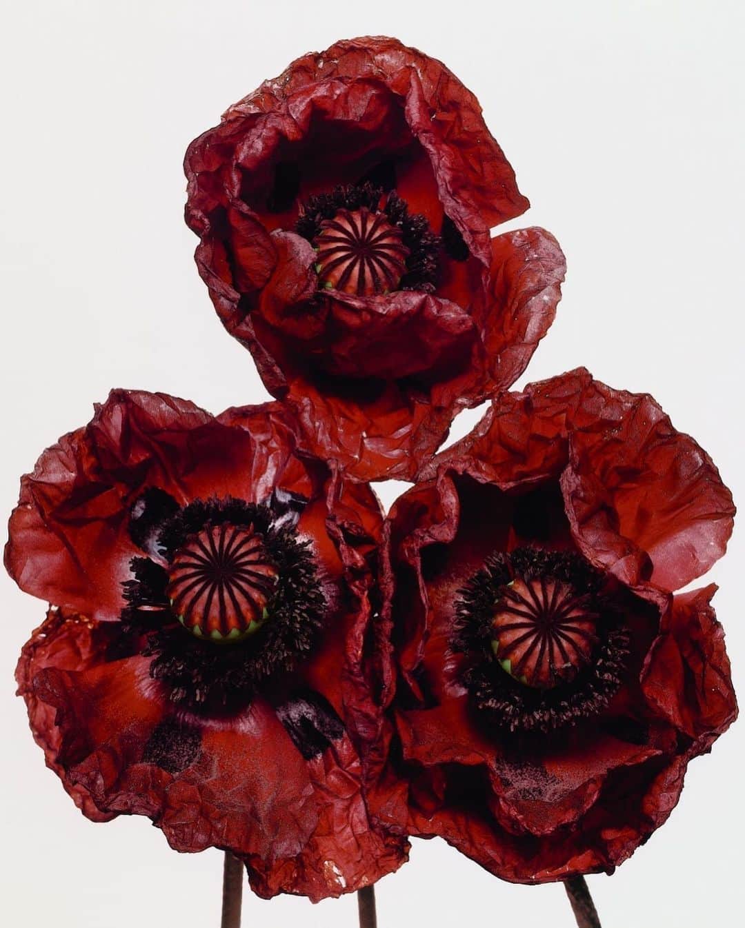 AnOther Magazineさんのインスタグラム写真 - (AnOther MagazineInstagram)「#FridayFlowers – beautiful blooms by legendary photographer Irving Penn⁠⠀ ⁠⠀ See more of Penn’s celebrated floral photography at the link in our bio 📲⁠」12月5日 0時01分 - anothermagazine