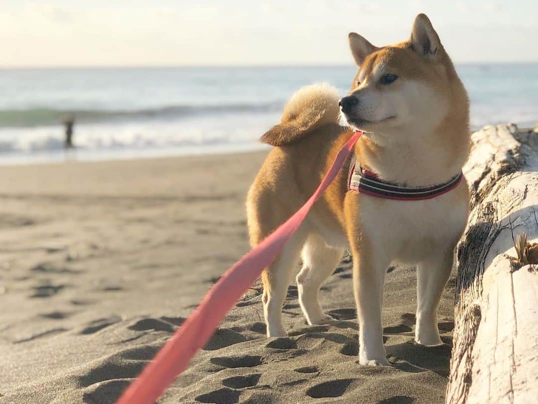 せんべえのインスタグラム