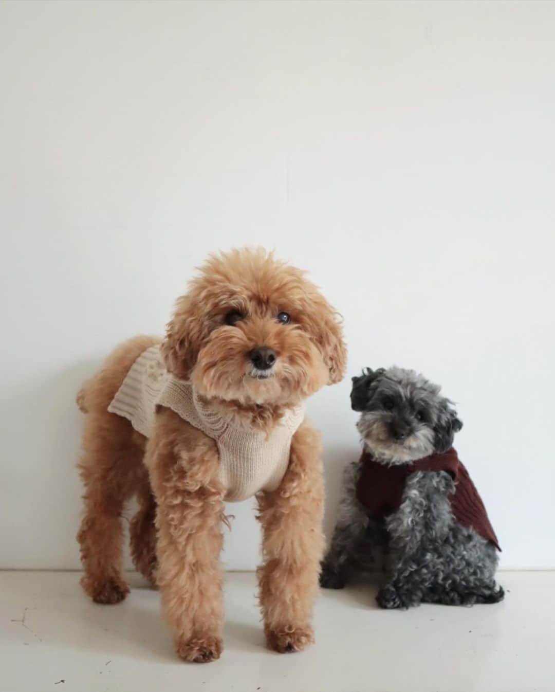 masakiさんのインスタグラム写真 - (masakiInstagram)「犬のふく はじめて犬のふくを作りました。 まずはもぐぴーとお友達のわんこに着せて あーだこーだ試行錯誤。 すべての体型にあうまでには、 犬種によって全然ちがうから難しいっ。 まずはXS、2.7kgのピカソがS、6kgの番長がM、 そのうえにLの4サイズ展開ではじめてみました。 お店は土曜日から、オンラインストアは はじまりましたー☆  hugowar.jp」12月5日 0時09分 - mogurapicassowols