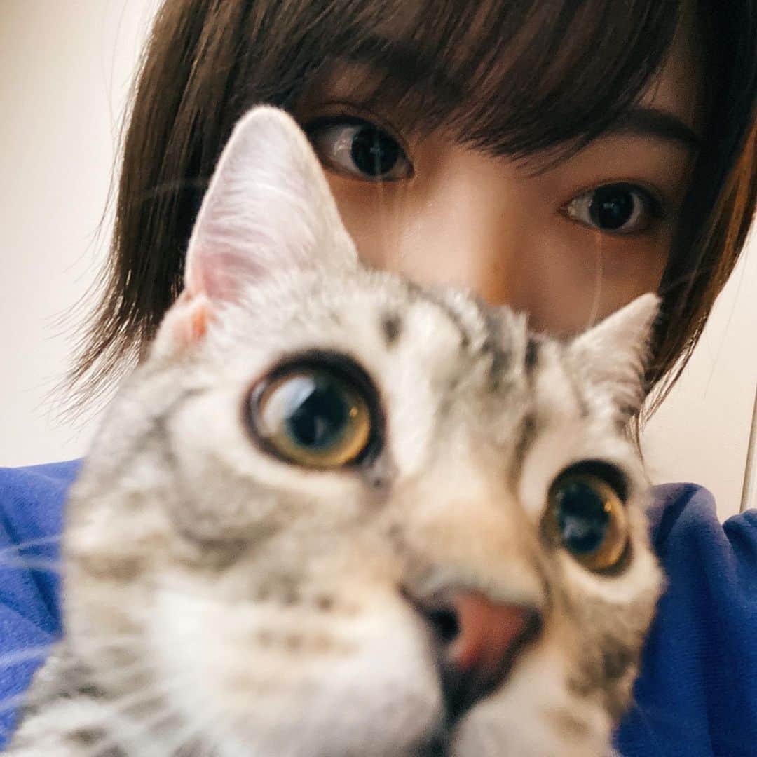 太田夢莉さんのインスタグラム写真 - (太田夢莉Instagram)「丸顔と丸顔　#猫　#さば」12月5日 0時18分 - yustagram12