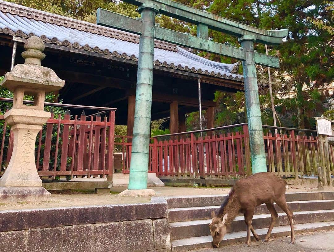 浦まゆさんのインスタグラム写真 - (浦まゆInstagram)「日本人でよかったと思える景色だらけの神秘的な島だった。修理中の鳥居もまた粋です⛩」12月5日 0時21分 - uramayu0908