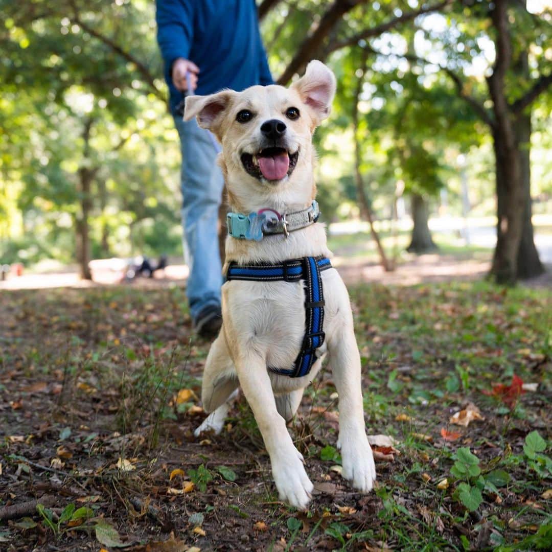 The Dogistさんのインスタグラム写真 - (The DogistInstagram)「GUESS THAT DOG BUTT with @wisdompanel! – Bowen, mix (1 y/o), Alley Pond Park, Oakland Gardens, NY • “He likes to talk back to us and howls like a wolf. He’s also known as a ‘sneaky spy’ when he goes to the windows to look at the stray cat we’re feeding.” A rescue from GA via @animalleague • What mix do you think Bowen is? Guess his breed breakdown below – we’ll be posting the results in stories Monday! Head to the link in bio to get your own #WisdomPanel DNA kit 🙌」12月5日 0時36分 - thedogist