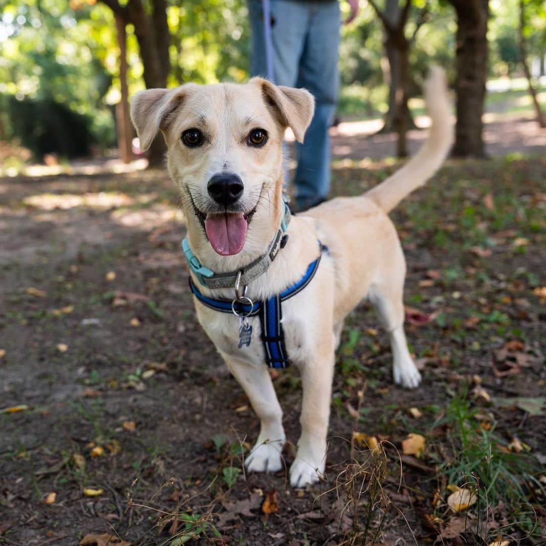 The Dogistさんのインスタグラム写真 - (The DogistInstagram)「GUESS THAT DOG BUTT with @wisdompanel! – Bowen, mix (1 y/o), Alley Pond Park, Oakland Gardens, NY • “He likes to talk back to us and howls like a wolf. He’s also known as a ‘sneaky spy’ when he goes to the windows to look at the stray cat we’re feeding.” A rescue from GA via @animalleague • What mix do you think Bowen is? Guess his breed breakdown below – we’ll be posting the results in stories Monday! Head to the link in bio to get your own #WisdomPanel DNA kit 🙌」12月5日 0時36分 - thedogist