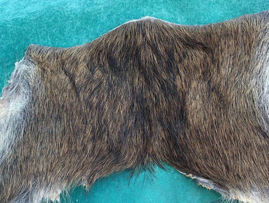 のインスタグラム：「本業の他に一応猟師をやっていて、有害鳥獣駆除をメインとした狩猟をやっていますが、駆除といえど命を奪っているので、肉は美味しく頂き、骨は加工してアクセサリーにし、皮をなめして革にしたりしている。 皮なめしは大変だねぇ…。 初めてやったけど、工程的に数週間かかるし、難しい。 初めての割にはまぁまぁだったかなぁ？ 解体用のナイフの鞘を作ろうと思います。  #狩猟 #イノシシ #皮なめし」