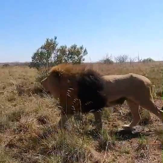 Kevin Richardson LionWhisperer のインスタグラム