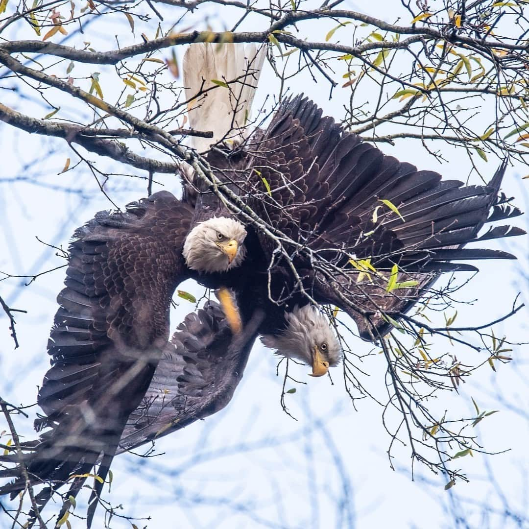 アメリカ内務省さんのインスタグラム写真 - (アメリカ内務省Instagram)「🦅 Seeing double? Don't worry, your eyes aren't deceiving you. Intertwined after a midair territorial battle, two bald eagles at Blackwater National Wildlife Refuge in #Maryland are suspended in a tree, talons locked. Blackwater is the center of the greatest density of breeding bald eagles on the east coast and a great place to observe them. But locked together in a tree? That's a rare sight! This time of year, eagles are setting up their territories and starting to build nests. Sometimes, defending a territory means locking talons in aerial quarrels and refusing to let go. These birds were hanging in the trees over Wildlife Drive for hours last week before finally freeing themselves. Photos courtesy of Pat McGuire. #usinterior #nationalwildliferefuge #baldeagle #akwardfight #BlackwaterNWR #wildliferefuge #birdwatching #birdsofprey」12月5日 1時30分 - usinterior