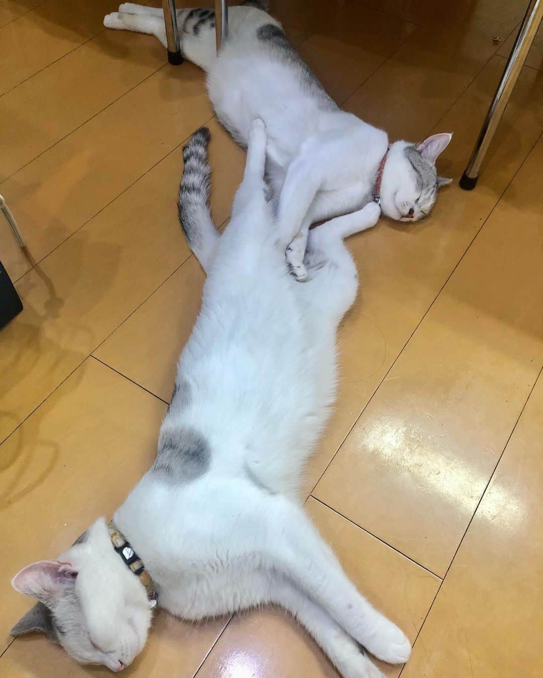 カータンのインスタグラム：「連結して寝てる兄弟  #cat #猫 #catstagram  #ねこすたぐらむ  #ねこのいる生活  #猫のいる暮らし #兄弟猫」