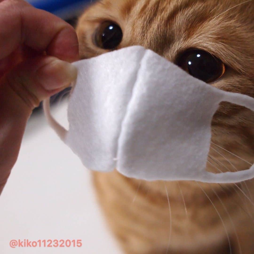 Aww Clubのインスタグラム