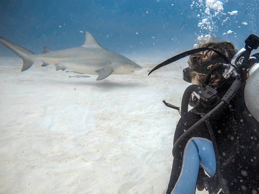 アリサ・ラモスのインスタグラム：「BUCKETLIST ☑️: Go diving with BULL SHARKS!!! 🦈😻😭 Would you do this??? . Ahhh where do I even begin?! . First I guess I'll start with the fact that this was one of my top bucketlist experiences of my life, and I almost thought I wouldn't be able to do it bc of the dive accident and newly acquired diving anxiety. But I practiced all weekend, and the second I saw them swimming below me, I was so excited that I forgot about any worries whatsoever!  . Second: I LOVE SHARKS!!!! Sharks are friends, not villains!! We got circled by 9 of them, and it was one of the most peaceful, beautiful animal encounters I have ever had!  . Third, some quick facts about bull shark diving in Playa del Carmen, but please read my extensive guide on my website! . This info is from my Marine Biologist dive guide Kim with @k_kdiving, who I would highly recommend doing the dive with! She is so knowledgeable and loves the sharks so much, and made me feel super confident that I could do it! She also got all the close up shots of the sharkies! THANK YOU KIM! 💖 . 🦈These are pregnant female bullsharks, who come to Playa for gestation period, likely bc it's a area with no potential predators and  years ago  fishermen used to dump fish here so they were attracted in that particular spot 🦈They are chill bc they are female only, no males, and used to humans/divers, but in some parts of the world, they are! 🦈Some companies hand feed them but ours DID NOT! There's debate about feeding them but remember.. 🦈Live shark tourism is greatly helping to reduce dead shark tourism. 🦈This was only 400 meters from the beach in Playa...hehe 🦈There has never been a shark attack here! 🦈You need Advanced Open Water OR Open Water with over 20 dives + pay extra for the Advanced briefing, bc this is a deep dive (80-90ft) 🦈They come from Nov-March (I may organize a trip in Feb) . Tons of videos coming soon! . Anyone have any questions about bull shark diving in Playa?? . Can't believe I'll be adding another bucketlist tattoo to my arm this year!!!! . . . #bullshark #bullsharks #bullsharkdiving #bucketlistslayer #bucketlist #PlayadelCarmen #girlsthatscuba #MyLifesATravelMovie #gltlove #scubadiving #scubadive」