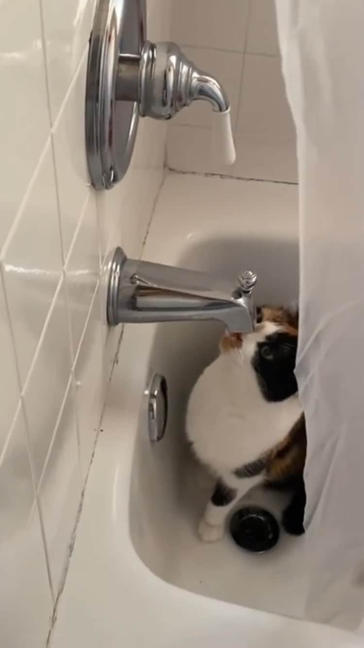 The Cats Of Instagramのインスタグラム：「#Repost • #COIVideoChallenge • @ganzkj December 4: “Having” a bath」